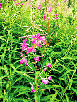 Magenta Fireweed Blossoms in a Sunny Alpine Meadow