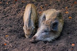 Wild boar by Merijn Loch