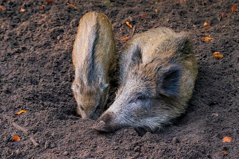 Wild boar by Merijn Loch