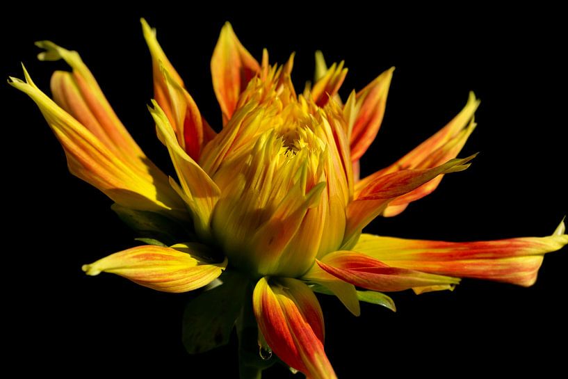Dahlia x cultorum (orange) by Léon Gerridzen