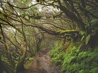 Lorbeerwald auf Teneriffa