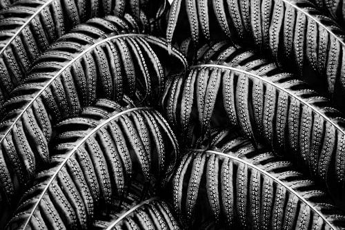 Tropische Varens Zwart Wit