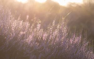 Heidekraut in der Morgensonne