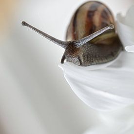 Escargot sur Esther van Dijk