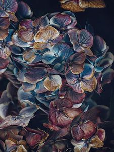 Hydrangea bloemblaadjes van Marina de Wit