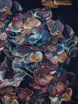 Hydrangea bloemblaadjes