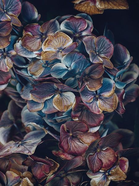 Hydrangea Petals by Marina de Wit