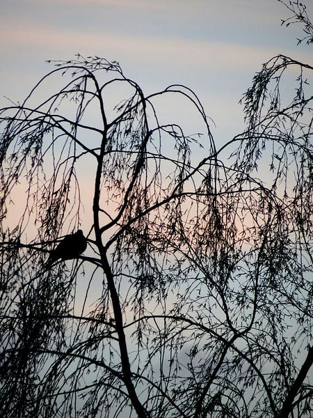 nestellen. by MeeJ FotoGrafie