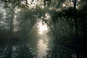 Misty green