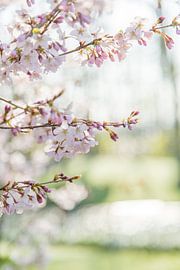 Lente Bloesem by Chantal Cornet