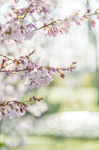Lente Bloesem