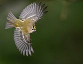 Vliegende Goudhaan (Regulus regulus) van Beschermingswerk voor aan uw muur thumbnail
