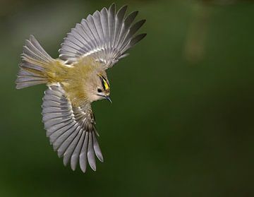 Graugoldhähnchen (Regulus regulus) von Beschermingswerk voor aan uw muur