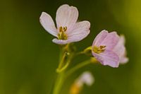 Pfingsten soll mit den Blumen beginnen