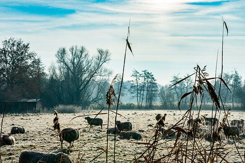 Schaapkudde in de ochtend