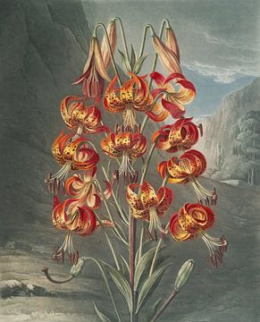 The Superb Lily, Robert John Thornton