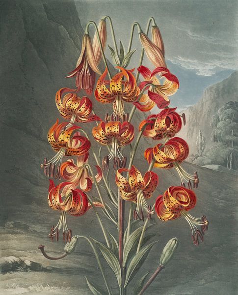 The Superb Lily, Robert John Thornton by Masterful Masters