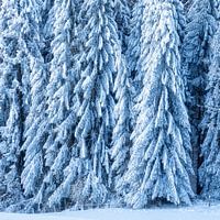 Winterwald