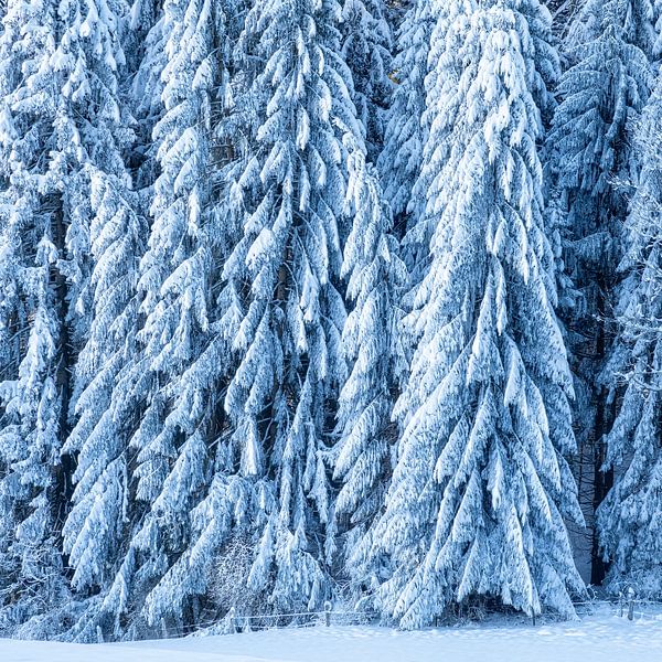 Winterwald von Peter Bergmann