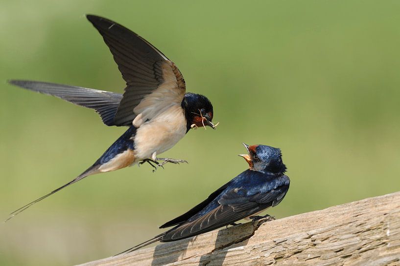 Rauchschwalben *Hirundo rustica * in der Balz bei Übergabe des Brautgeschenkes par wunderbare Erde