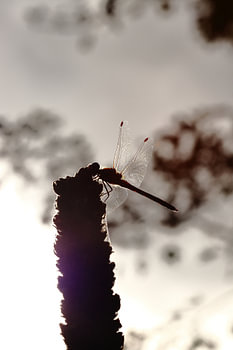 silhouette de libellule, libellule, lumière chaude