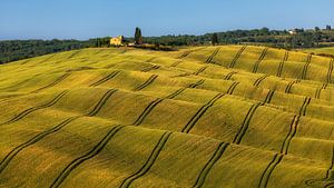 Gewelltes Getreide in der Toskana, Italien