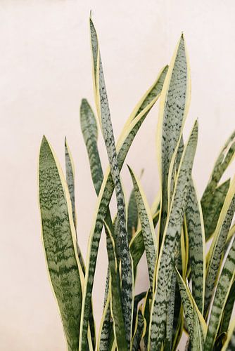 Green yellow tropical plant leaves | Spain | Botanical photo