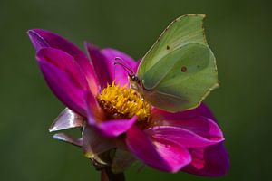 Vlinder op een roze bloem van Lizet Wesselman