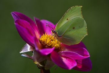 Vlinder op een roze bloem