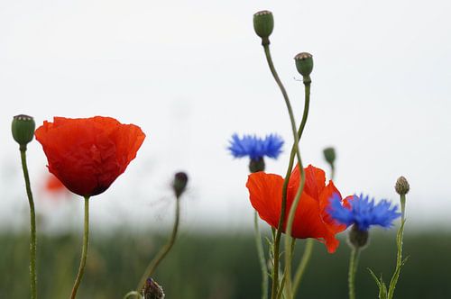 Mohn
