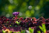 Klein en Bokeh