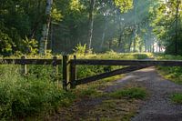 Alblasserdamse bos