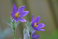 Tweelingbloem