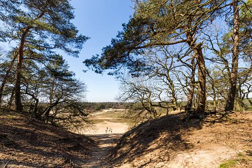 Landschaft Die HOge Veluwe
