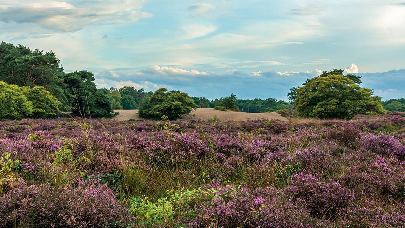 The South Heath by Peter Veerman