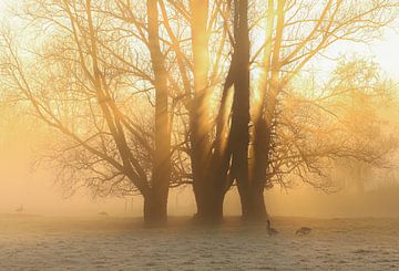 Bomen in de mist tijdens zonsopkomst van Eefje John