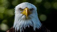 American white-tailed eagle Head