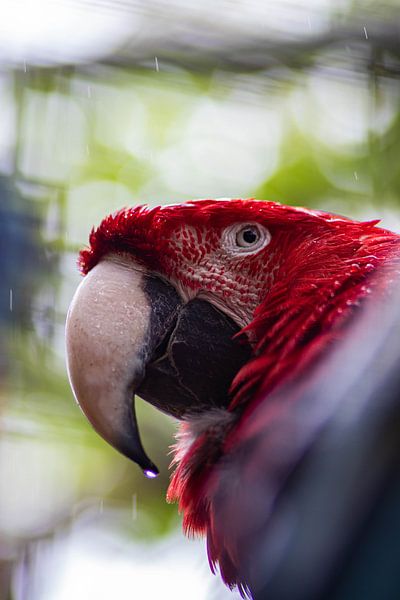 Papagei im Regen von Joyce Schouten
