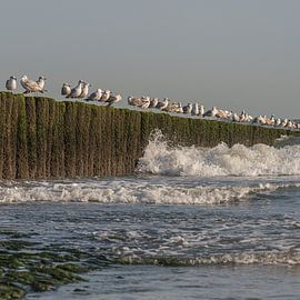 Een "vierkantje" kust van Cadzand van Marjolijn van den Berg