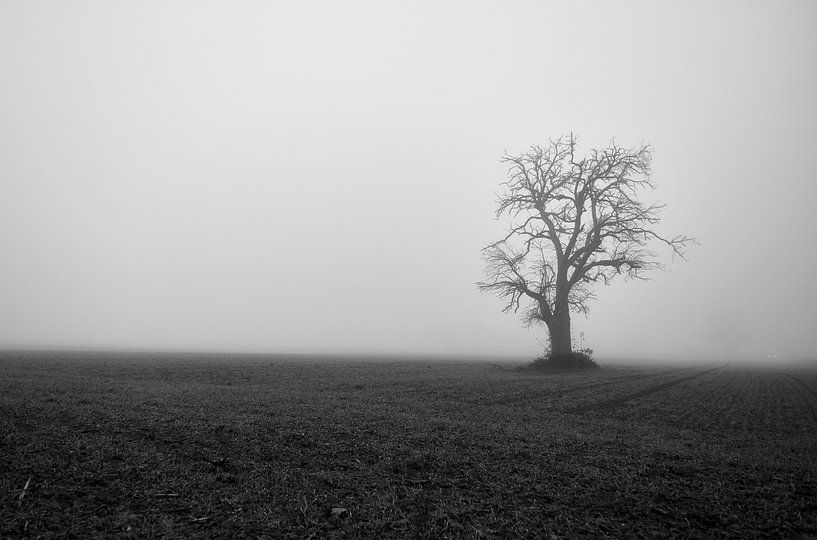 Creepy tree by Thomas Marx