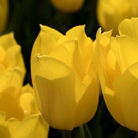 gros plan de deux tulipes jaunes sur W J Kok