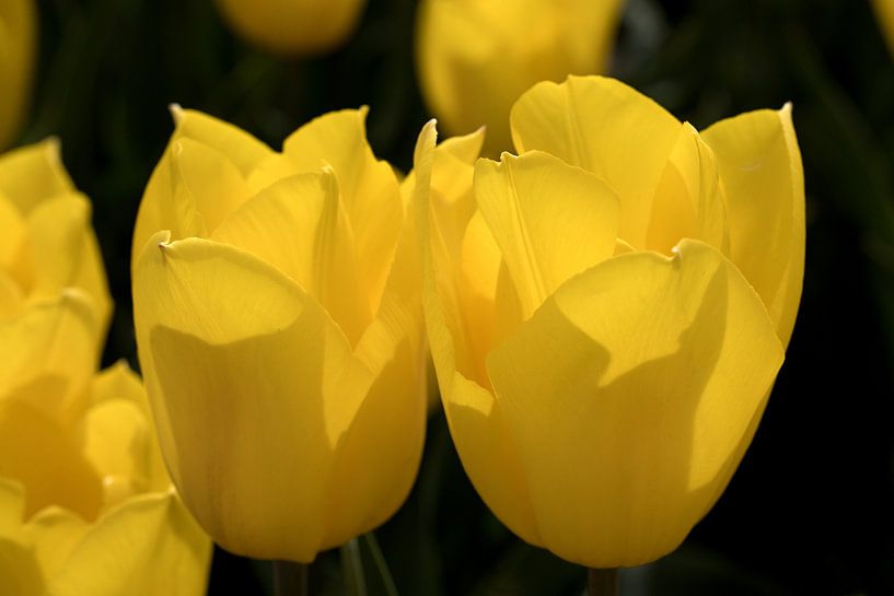 closeup of two yellow tulips by W J Kok
