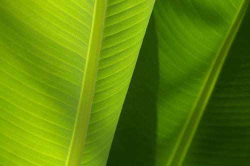 Bladeren van een Bananenplant