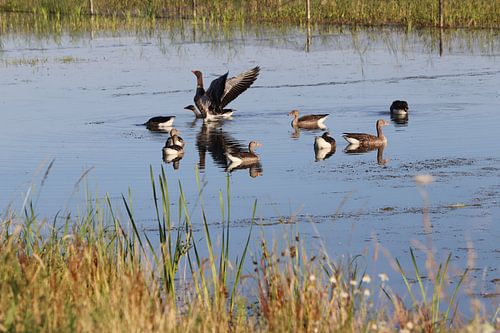 Parc aux oies de Lingezegen