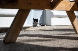 Stiller Beobachter im Garten von Karsten Rahn