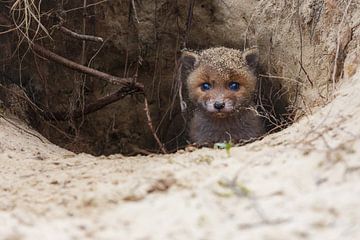 Red fox cub portrait sur Pim Leijen