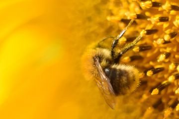 Hommel op zonnebloem vintage geel von Sascha van Dam