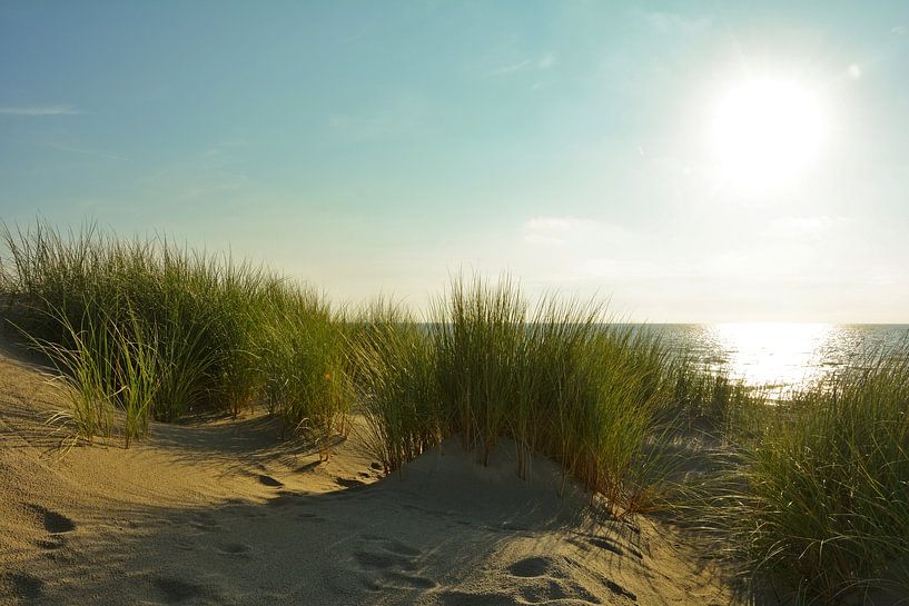 Sand dunes on the North Sea in the Netherlands by Claudia Evans