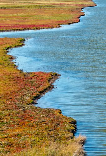glasswort at Zierikzee