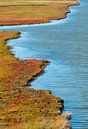 glasswort at Zierikzee by Ria Bloemendaal thumbnail
